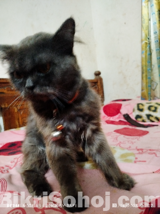 parcian cat